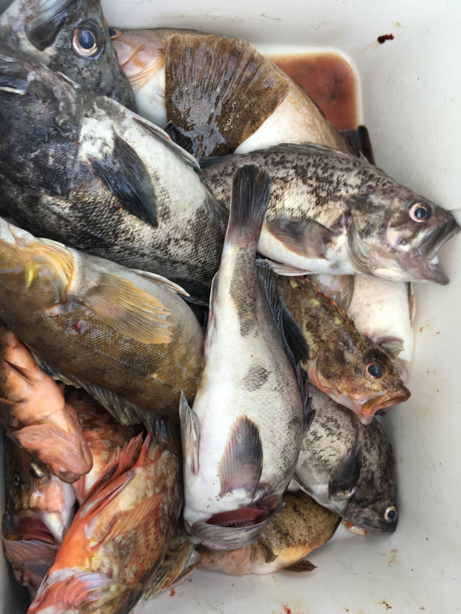 房东山山带队出海鱼获(20170902)