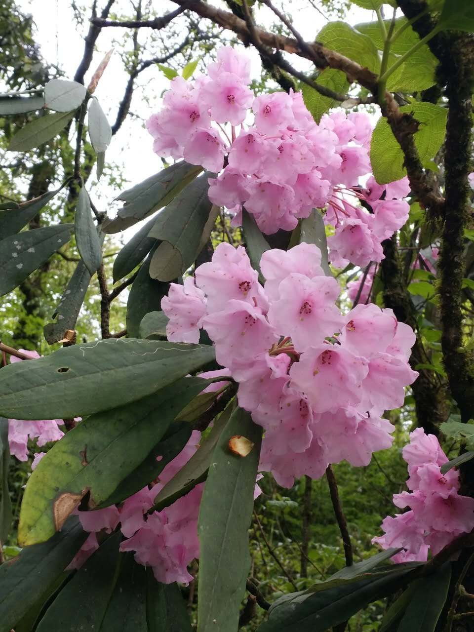 峨眉山的杜鹃花开了